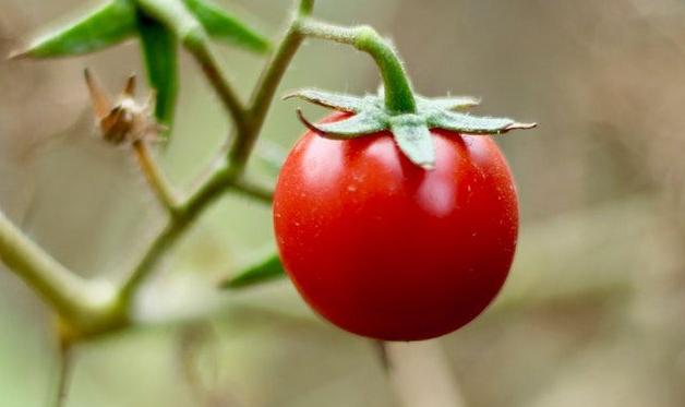 CHERRY TOMATO
